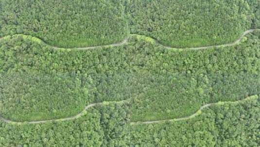 森林公路航拍山路树林道路俯拍林间道路风景高清在线视频素材下载