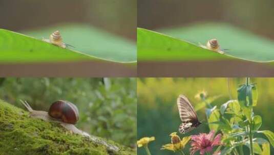 [合集] 树叶上的蜗牛蟋蟀蝴蝶知了高清在线视频素材下载
