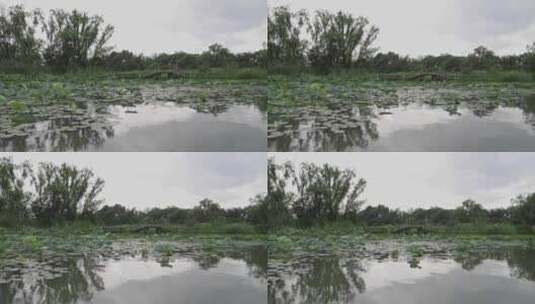 西溪湿地荷花高清在线视频素材下载