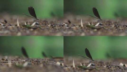 一只黑蓝色的黑蟌 翅膀是蓝色的蜻蜓高清在线视频素材下载