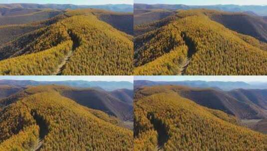 秋天森林高清在线视频素材下载