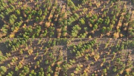 大兴安岭秋天风景人工林更新造林高清在线视频素材下载