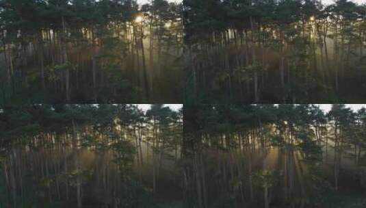 当阳光穿过树林时，无人机航拍高清在线视频素材下载