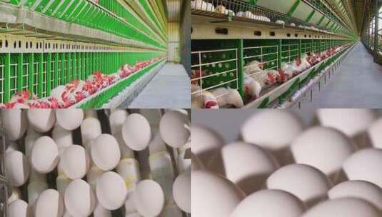 鸡蛋+蛋鸡养殖场+鸡蛋车间高清在线视频素材下载