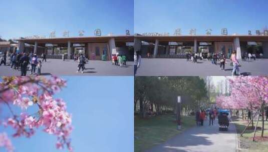 上海顾村公园樱花盛开散步观赏粉色的花高清在线视频素材下载