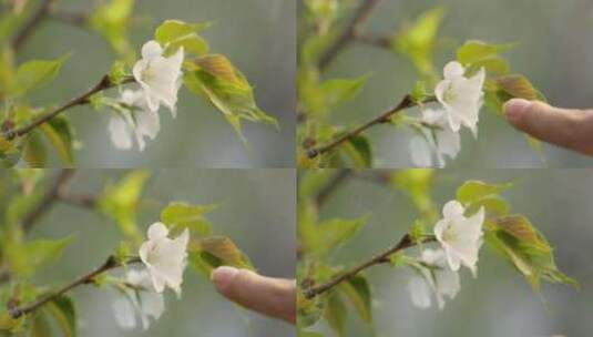 海棠 绿叶 细雨 5高清在线视频素材下载