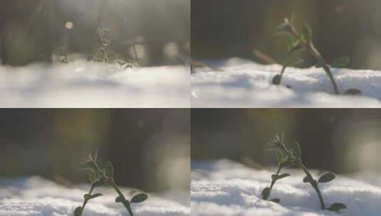 唯美雪地小草阳光希望 小草生长冰雪融化高清在线视频素材下载