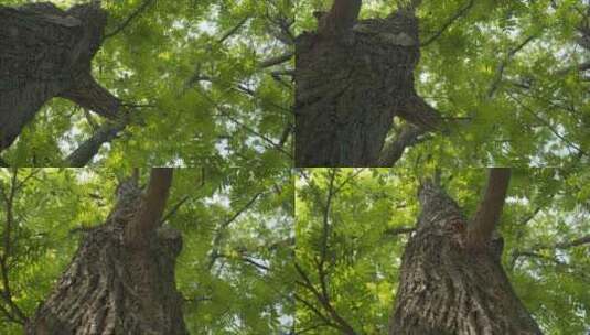 春天树木树叶抽树芽抬头仰望高清在线视频素材下载