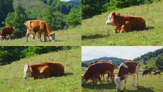 草原上牧场里黄色的牛群在绿色的草地上吃草高清在线视频素材下载