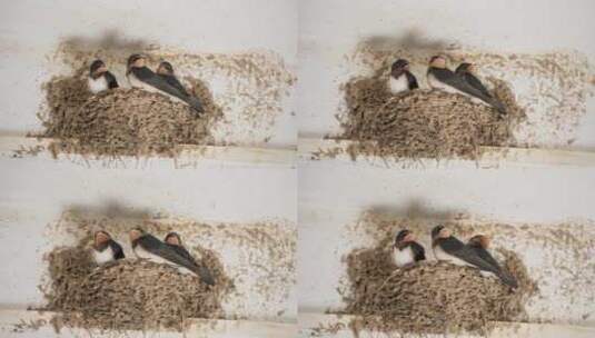 三只小燕子家燕窝幼鸟雏鸟高清在线视频素材下载