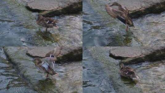 在溪边洗澡的鸭子高清在线视频素材下载