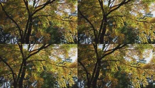 秋天的黄连木黄叶秋意浓高清在线视频素材下载