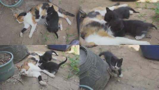 小猫吃奶玩耍-4K拍摄高清在线视频素材下载