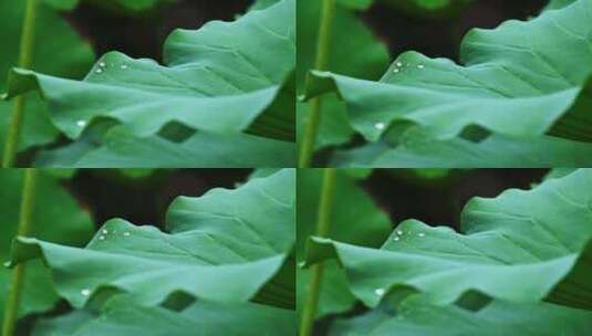 夏季下雨天雨水荷叶雨滴水滴特写高清在线视频素材下载