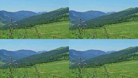 夏季高山草甸绿色植物野花高清在线视频素材下载