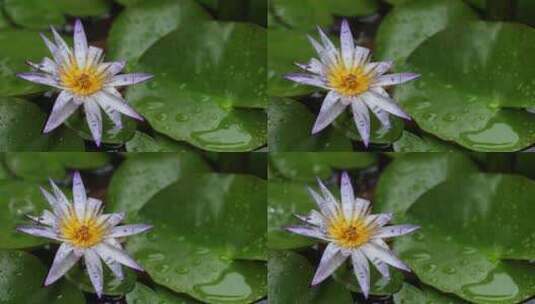 雨中的莲花高清在线视频素材下载