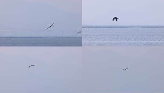 深圳湾上空的黑耳鸢高清在线视频素材下载