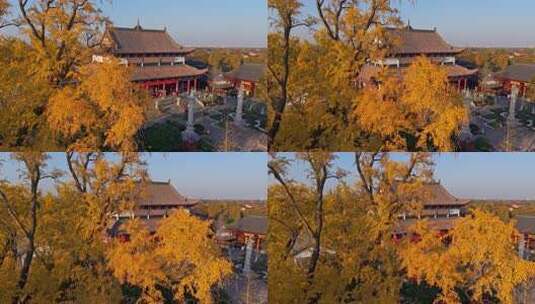 浙江嘉兴梅花洲石佛寺千年银杏航拍高清在线视频素材下载