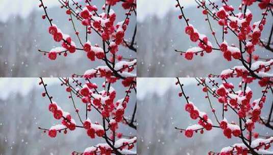 雪中绽放的红色梅花高清在线视频素材下载