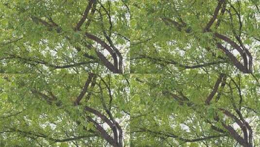 茂密树木枝叶繁茂景象高清在线视频素材下载