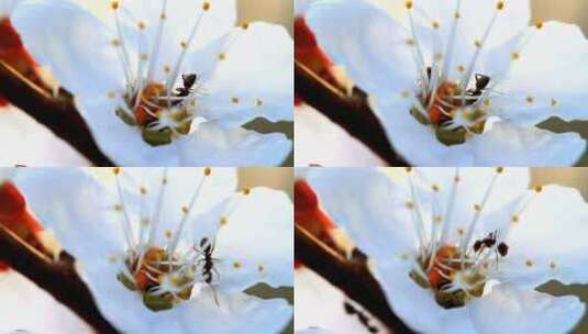 3828_蚂蚁在花中间高清在线视频素材下载