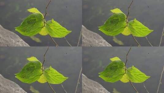 草地 户外 公园 阳光 背光 自然 树高清在线视频素材下载