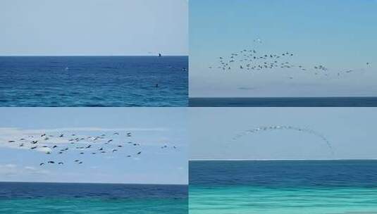 海面上空鸟儿成群结队飞翔的景象高清在线视频素材下载