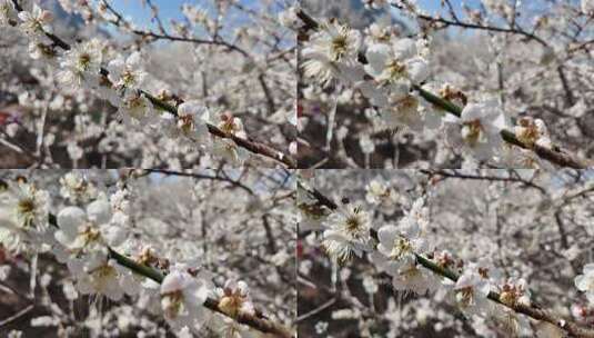 中国广东省广州市从化区广州流溪梅花节高清在线视频素材下载