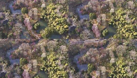 杭州西溪湿地曲水寻梅 春天江南梅花航拍高清在线视频素材下载