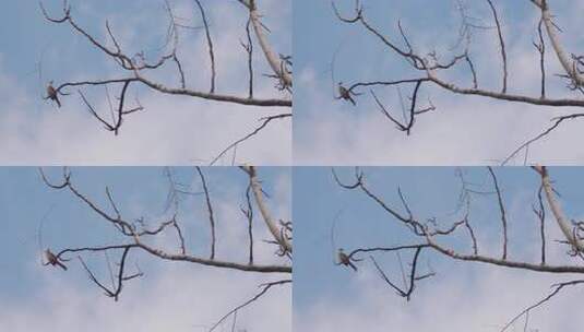 仰拍在树上嬉戏的红耳鹎空镜头高清在线视频素材下载