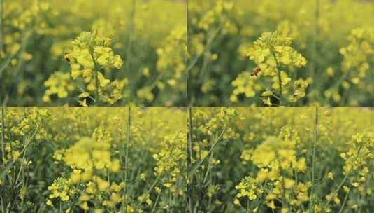 慢镜-春天油菜花盛开蜜蜂采蜜特写高清在线视频素材下载