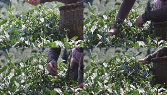 人在茶园采茶近景高清在线视频素材下载