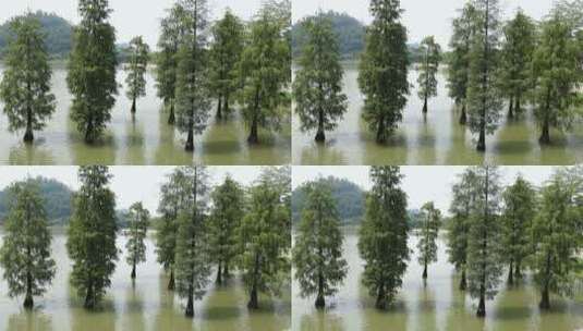 植物-广东佛山顺峰山公园青年湖的树高清在线视频素材下载