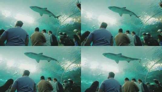 鲨鱼在水族馆隧道游泳高清在线视频素材下载