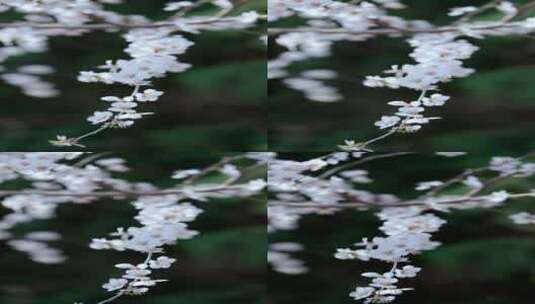 升格实拍北京春天公园里绽放的山桃花竖屏高清在线视频素材下载