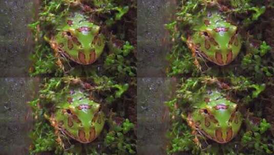微距拍摄苔藓中的角蛙高清在线视频素材下载