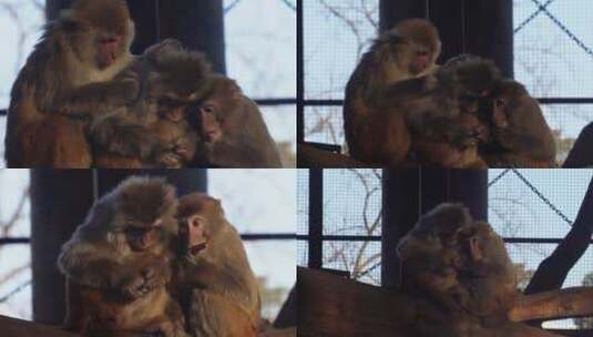 【镜头合集】猴山猴子抱在一起取暖抓虱子高清在线视频素材下载