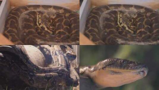 【镜头合集】森林里的蚺蟒蛇丛林蟒危险高清在线视频素材下载