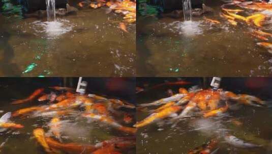 【镜头合集】锦鲤鲤鱼富贵鱼池水池高清在线视频素材下载