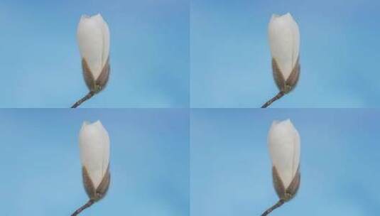 白玉兰花开在蓝色背景上的的延时高清在线视频素材下载