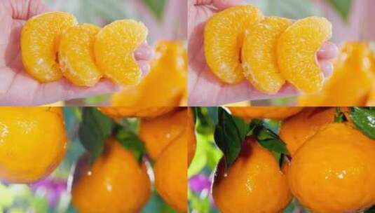 新鲜不知火丑橘高清在线视频素材下载
