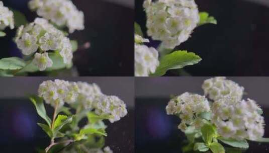 【镜头合集】鲜花摄影微距铁线菊高清在线视频素材下载