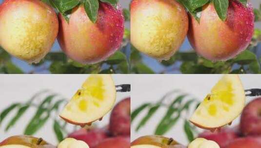 新鲜糖心丑苹果高清在线视频素材下载