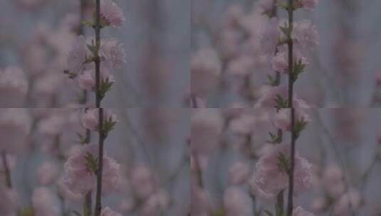 蜜蜂桃花采蜜慢镜头升格LOG高清在线视频素材下载