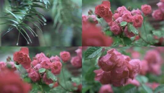 雨天雨水滴落花朵树叶高清在线视频素材下载