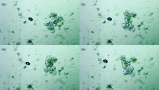 生命科学纪录片素材，显微镜下的生物，轮虫7高清在线视频素材下载