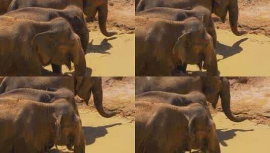 大草原河里的大象高清在线视频素材下载