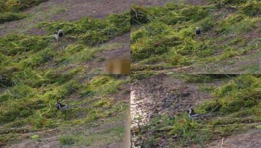水鸟 河边散步的小鸟高清在线视频素材下载