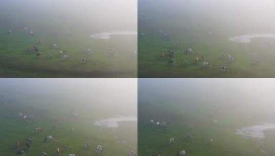 晨雾中的牧场高清在线视频素材下载