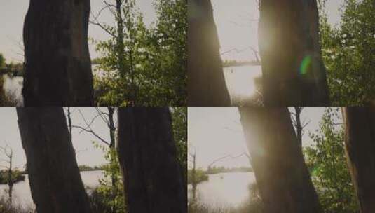 宁静森林中的美丽湖泊高清在线视频素材下载